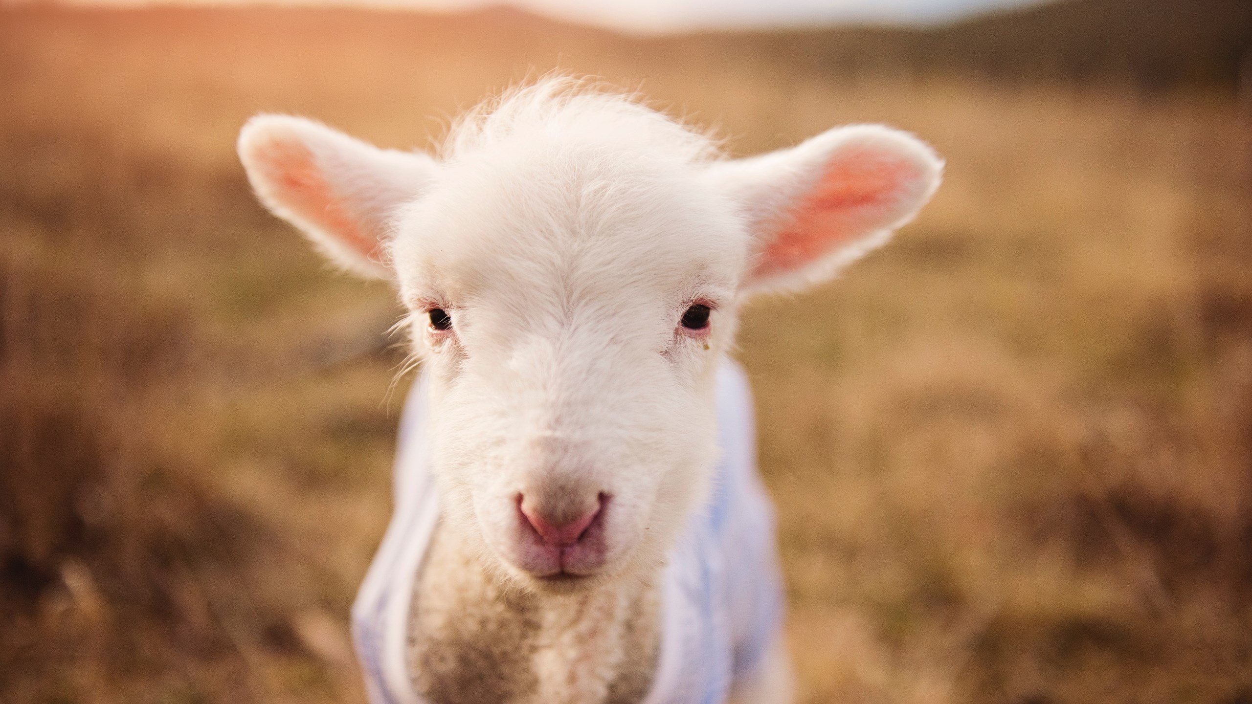 DB电竞平台-斯通斯一锤定音,奥地利力克韩国锁定胜局